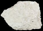 Polished Fossil Brittle Star Mortality Slab - California #56139-1